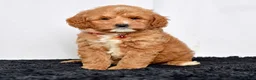 Mini Goldendoodle dogs for sale: Mr. Lionel - Ad 1