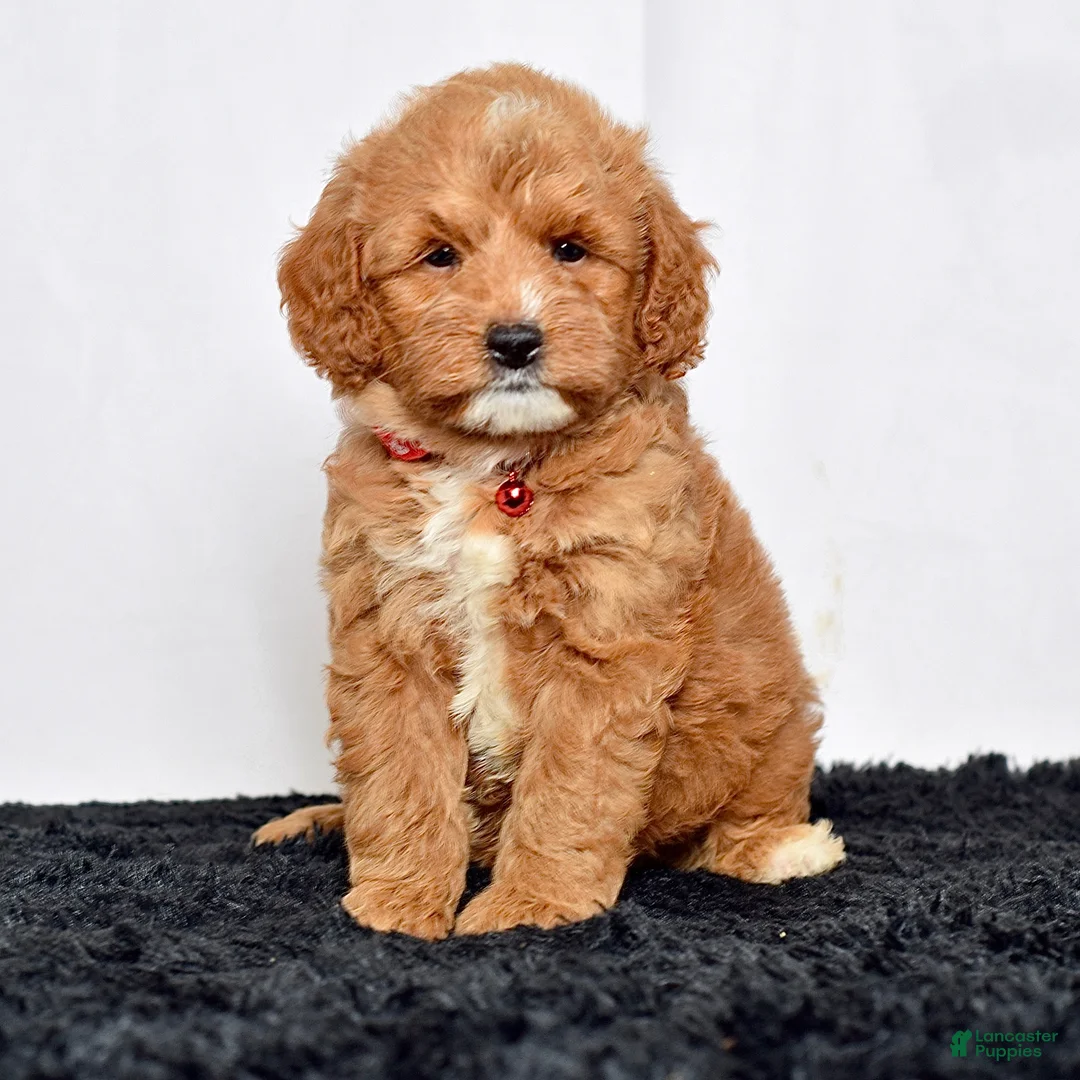 Mini Goldendoodle dogs for sale: Mr. Lionel - Ad 1
