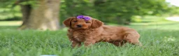 Mini Goldendoodle dogs for sale: Betsy - Ad 4