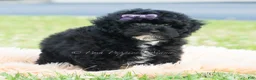 Toy Poodle dogs for sale: Paisley - Ad 3