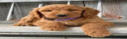 Irish Doodle dogs for sale: Charlotte  - Ad 6