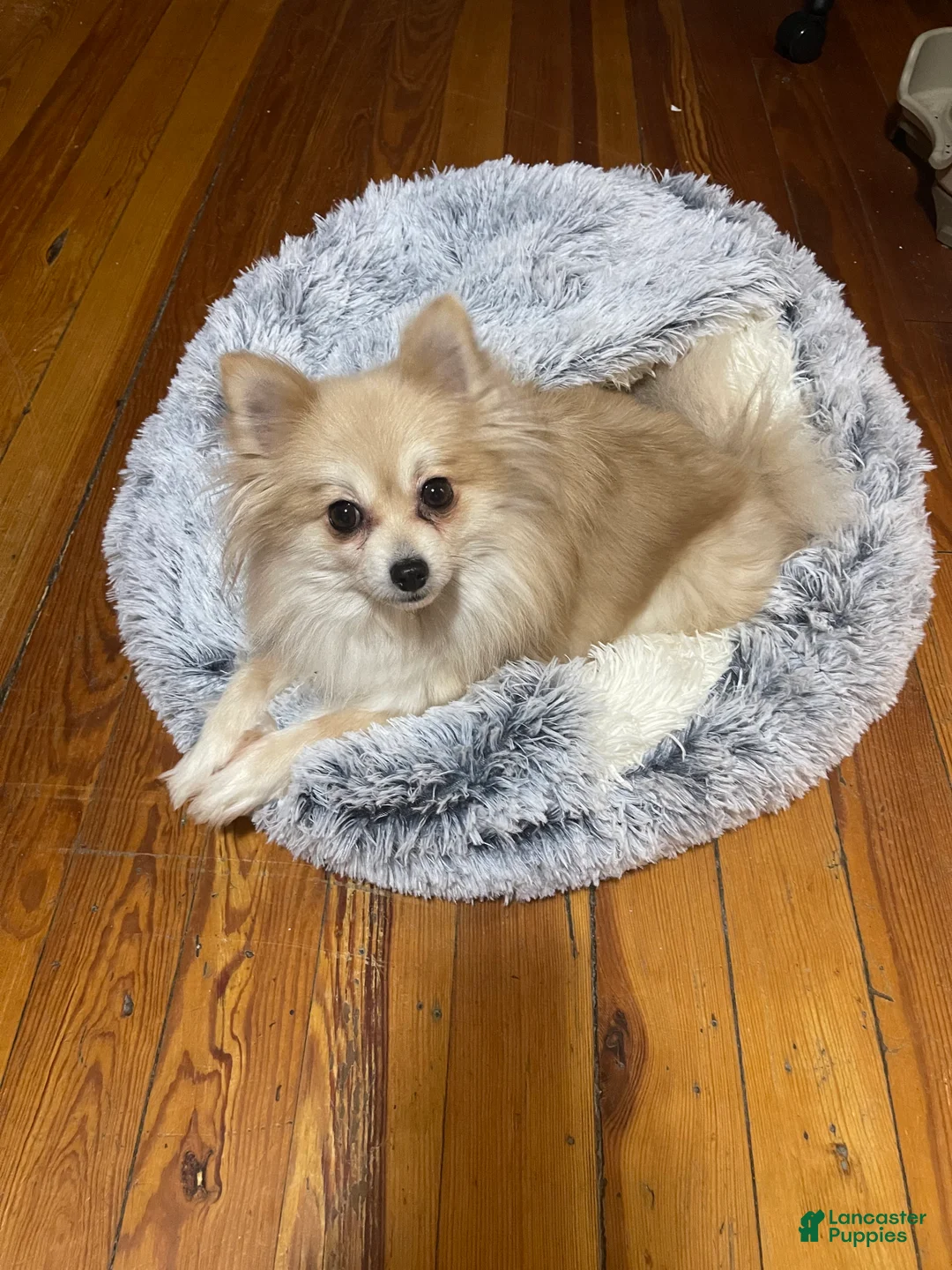 Pomeranian dogs for sale: Blue Merle Pomeranian Puppy 1 - Ad 6