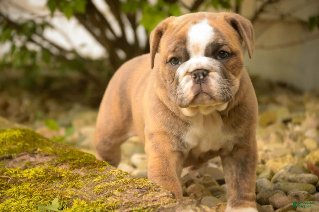 Mixed Breed dogs for sale: Delsie Victorian Bulldog - Ad 2