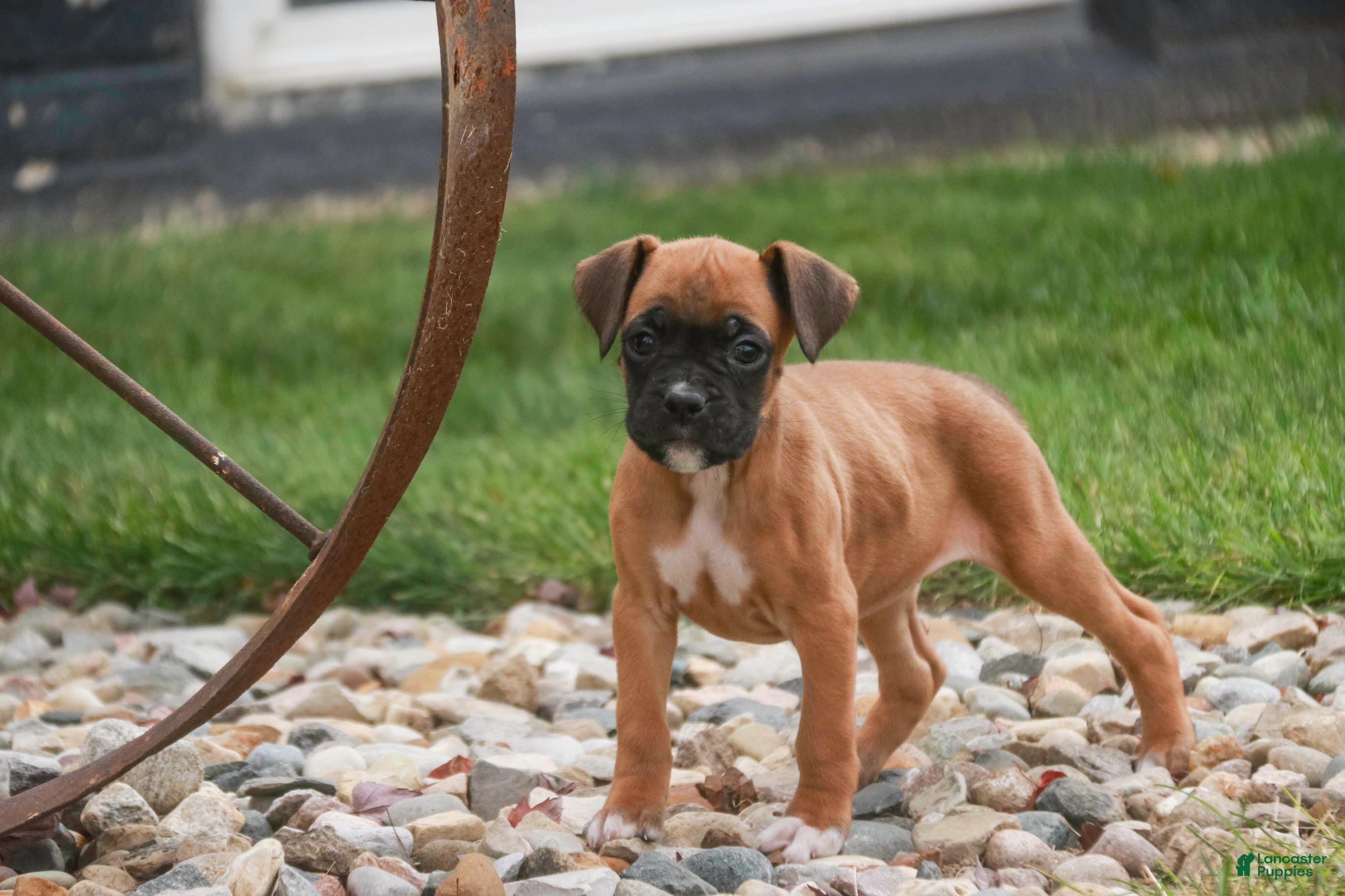 Boxer dogs Ruby - Ad 13