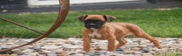 Boxer dogs for sale: Ruby - Ad 1