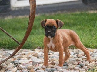 Boxer dogs Ruby - Ad 40