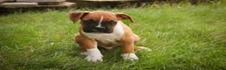 Boxer dogs for sale: Arlo - Ad 5