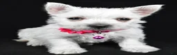 West Highland Terrier dogs for sale: Annie - Ad 5