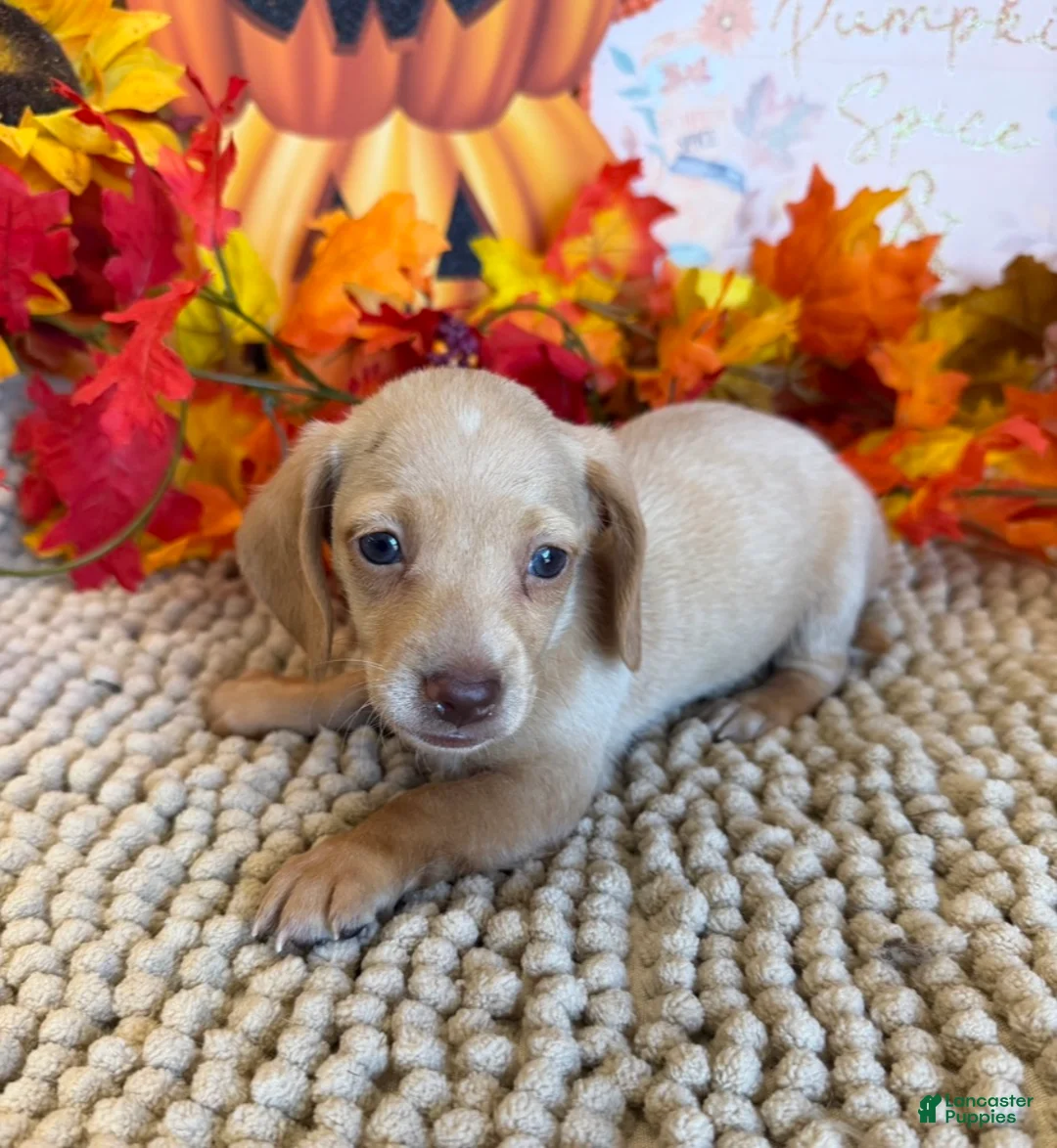Miniature Dachshund dogs for sale: Conner - Ad 3