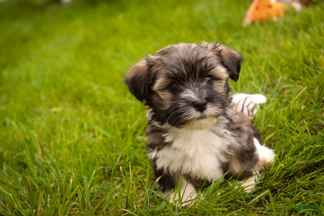 Havanese dogs Carrie Havanese  - Ad 2