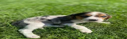 Beaglier dogs for sale: Amy - Ad 13