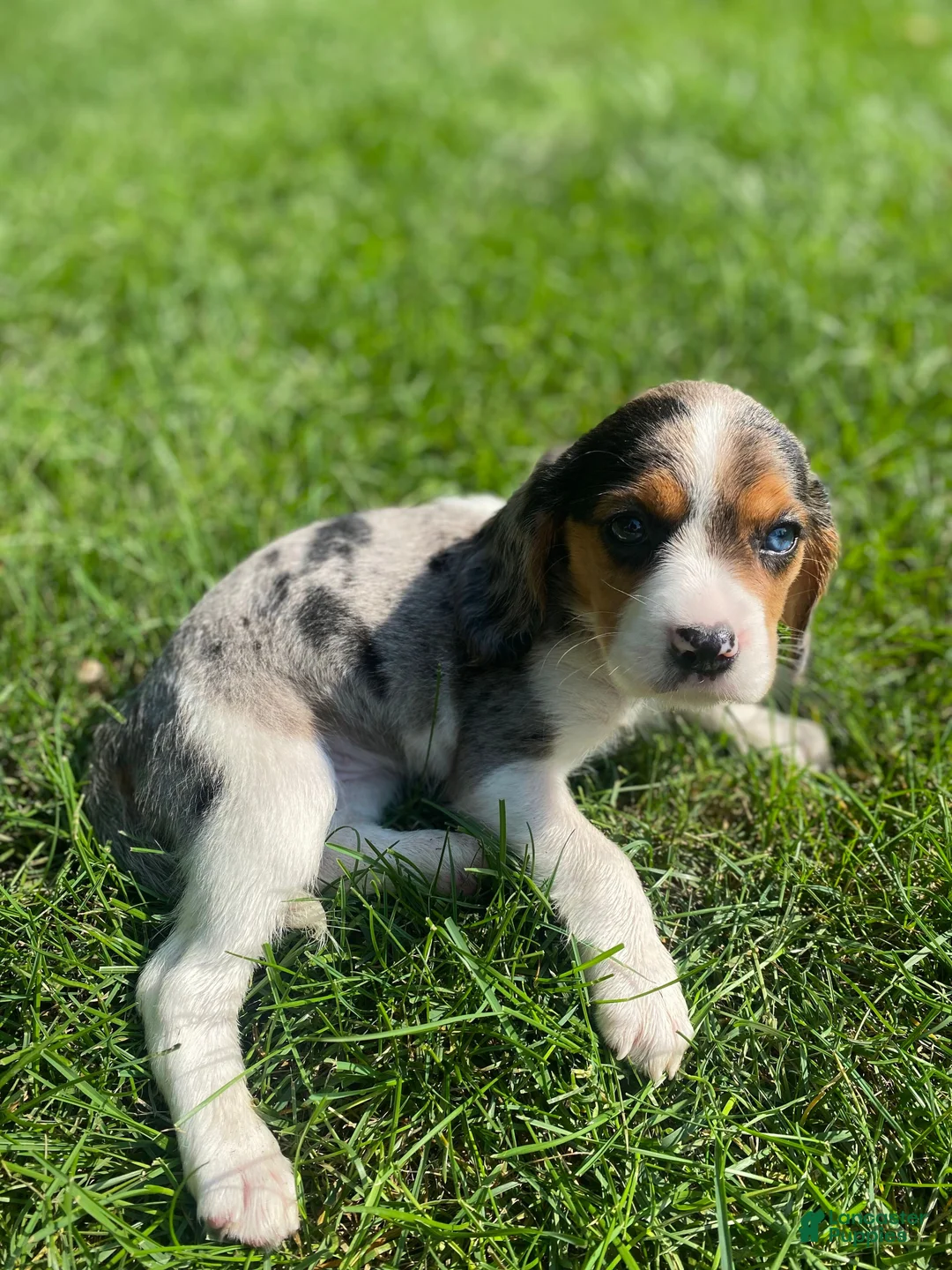 Beaglier dogs for sale: Amy - Ad 13