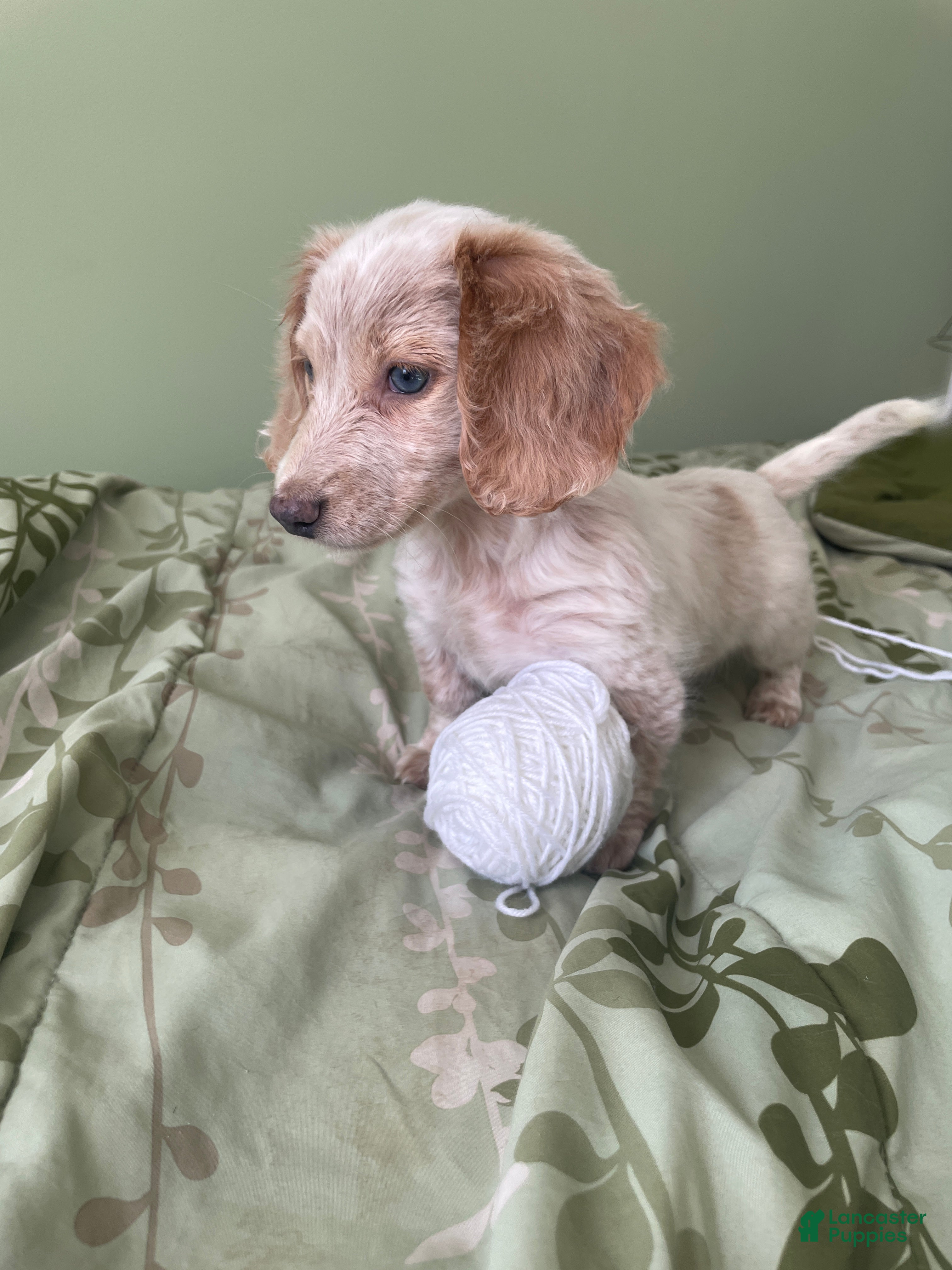 Miniature Dachshund dogs Chelsea  - Ad 1