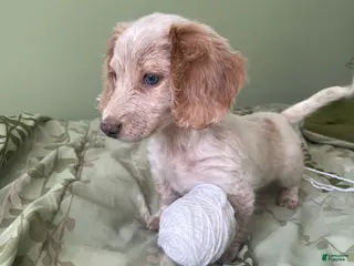 Miniature Dachshund dogs for sale: Chelsea - Ad 4