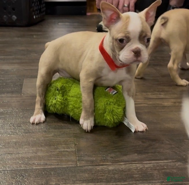 Boston Terrier dogs Boston Terrier 4 - Ad 6