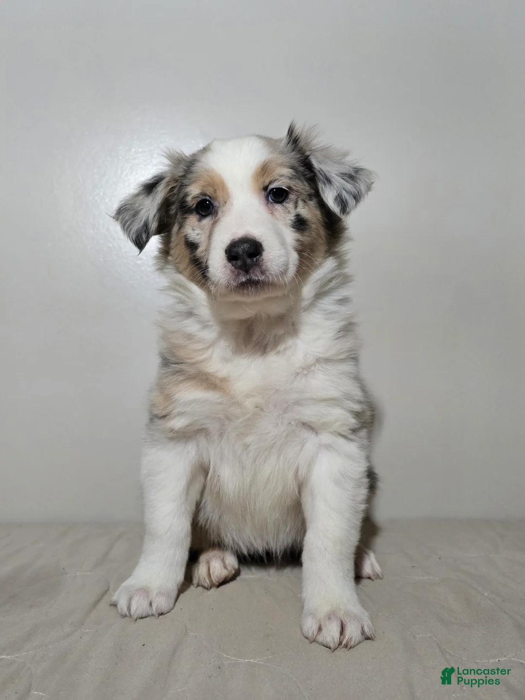Australian Shepherd dogs for sale: Hazel - Ad 2