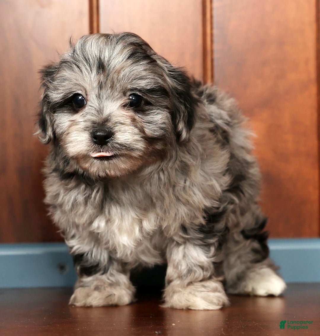 Pomapoo dogs for sale: Thad - Ad 6