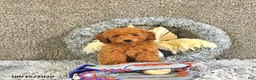 Toy Poodle dogs for sale: Jasper - Ad 3
