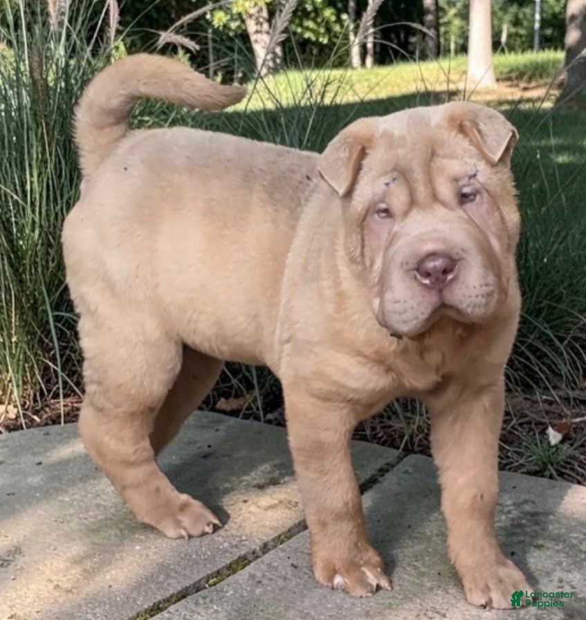 Shar Pei dogs Larry  - Ad 1