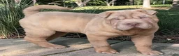 Shar Pei dogs for sale: Larry  - Ad 7