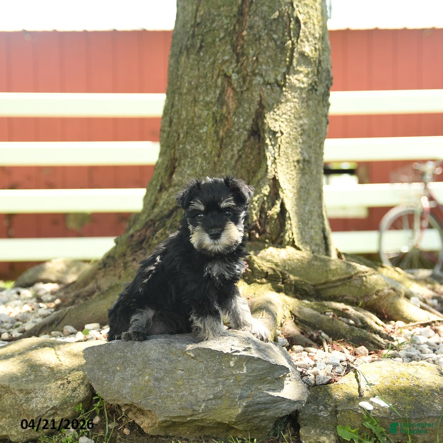 Miniature Schnauzer dogs Bonny - Ad 2