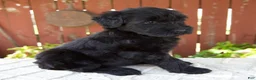 Giant Schnauzer dogs for sale: Tiffany - Ad 6