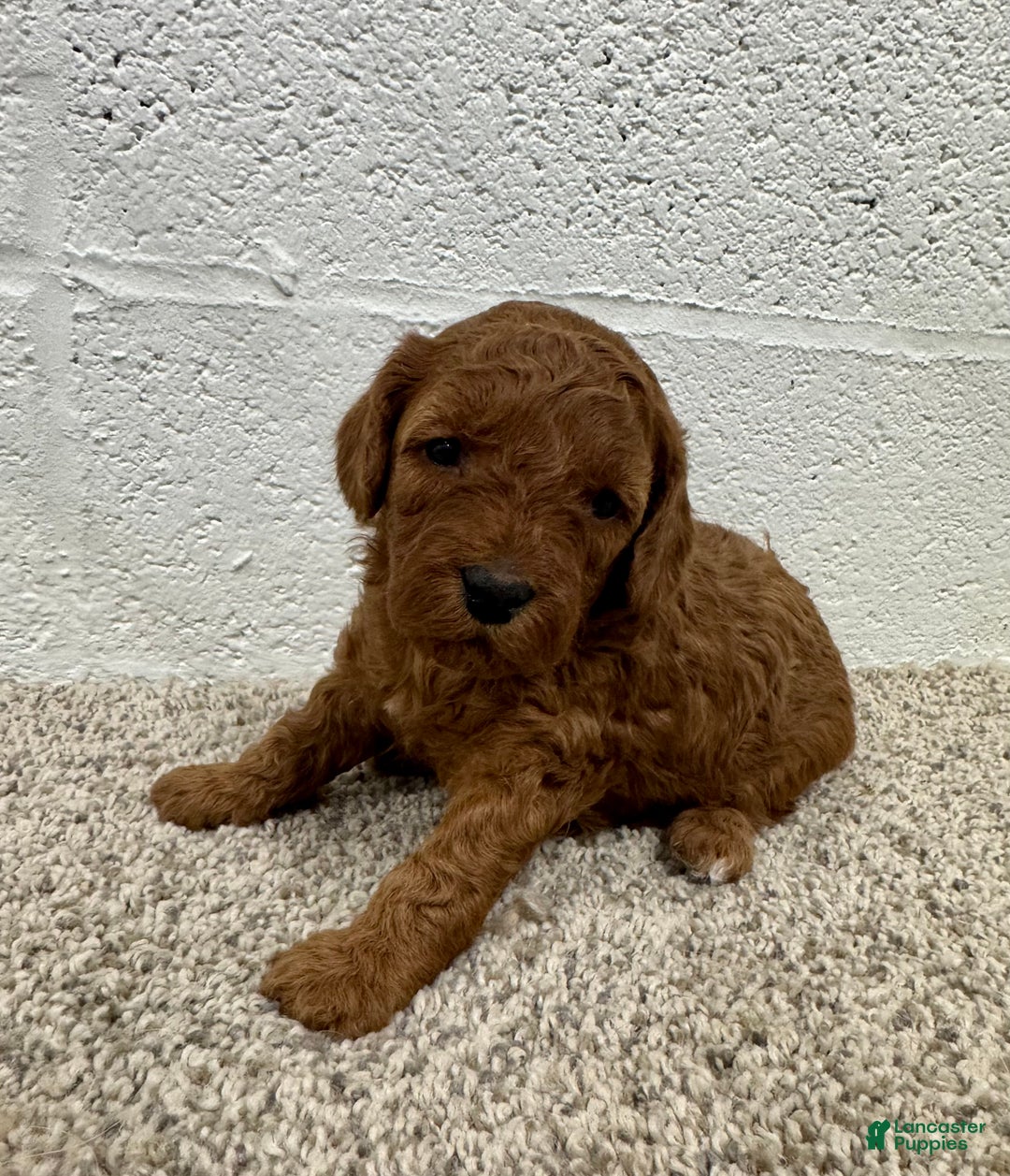 Mini Goldendoodle dogs for sale: Jazzy - Ad 4