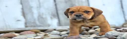 Beabull dogs for sale: Arthur - Ad 10