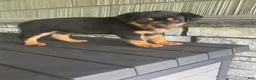 Rottweiler dogs for sale: Rottweiler 3 - Ad 12
