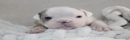 English Bulldog dogs for sale: Hayes - Ad 3