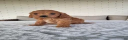 Cavapoo dogs for sale: Kobe - Ad 4