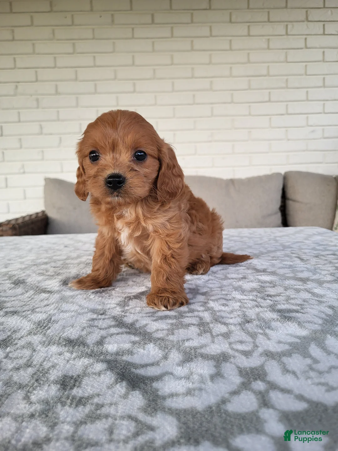 Cavapoo dogs for sale: Kobe - Ad 4