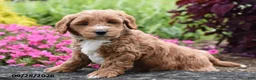 Mini Goldendoodle dogs for sale: Nutmeg - Ad 1