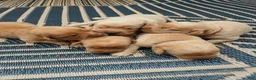 Labrador Retriever dogs for sale: Helen ♥️ Fox Red English Lab  - Ad 12