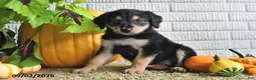 Mixed Breed dogs for sale: Lilly - Ad 3