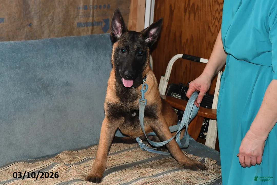 Belgian Malinois dogs for sale: Ivy - Ad 2
