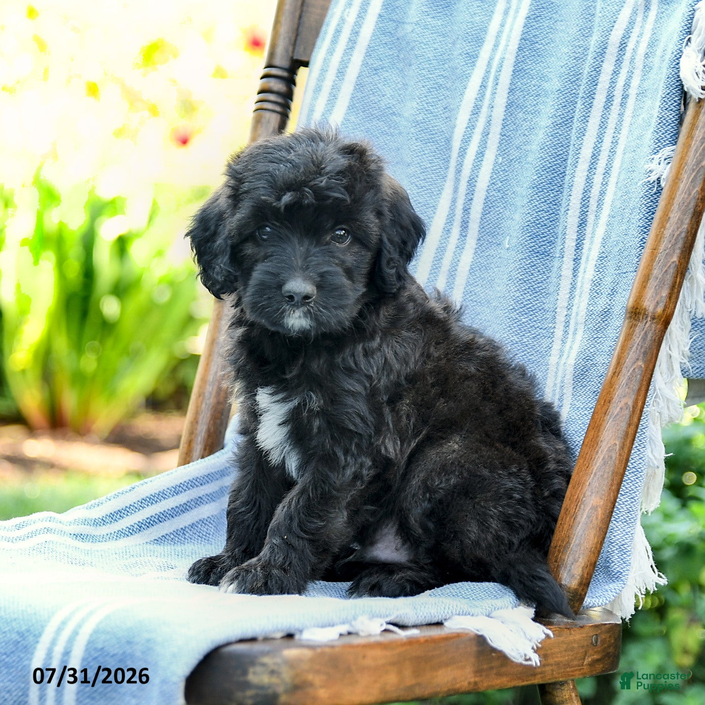 Mini Aussiedoodle dogs Amir - Ad 1