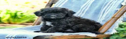 Mini Aussiedoodle dogs for sale: Amir - Ad 1