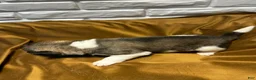 Akita dogs for sale: Nova - Ad 9