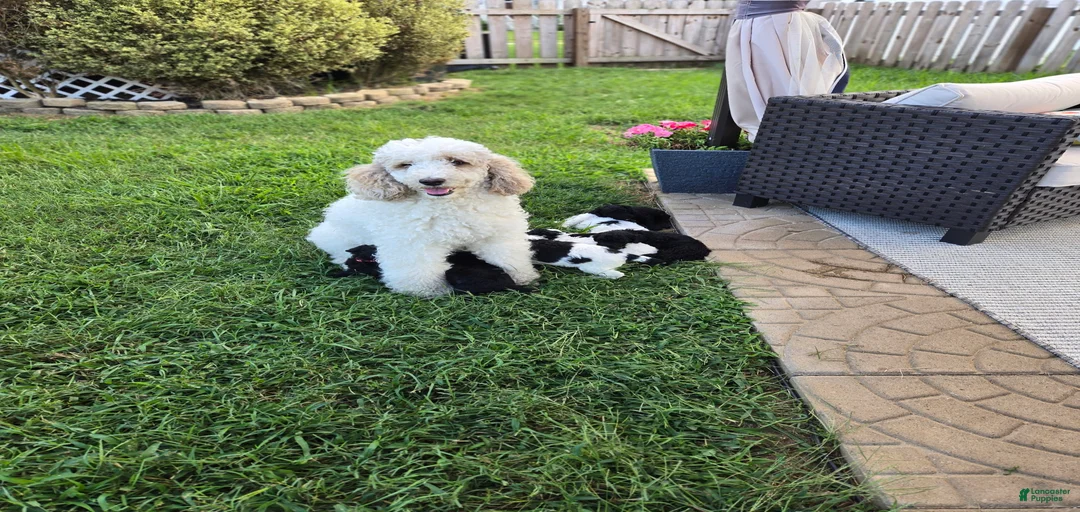 Gallery Image {{count}}