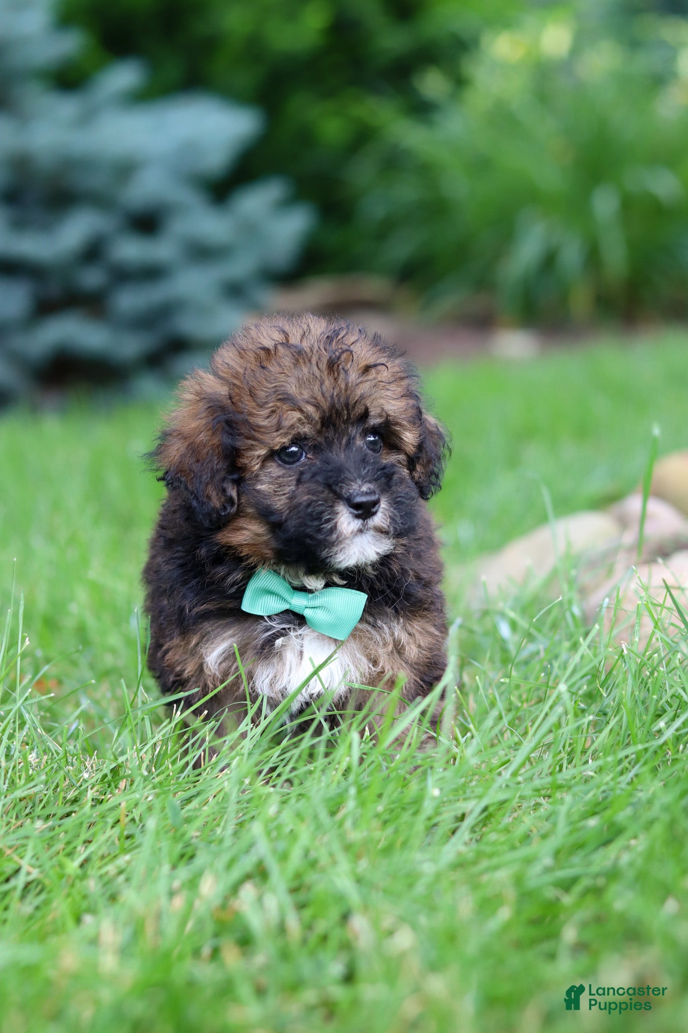 Havapoo dogs Frankie - Ad 2