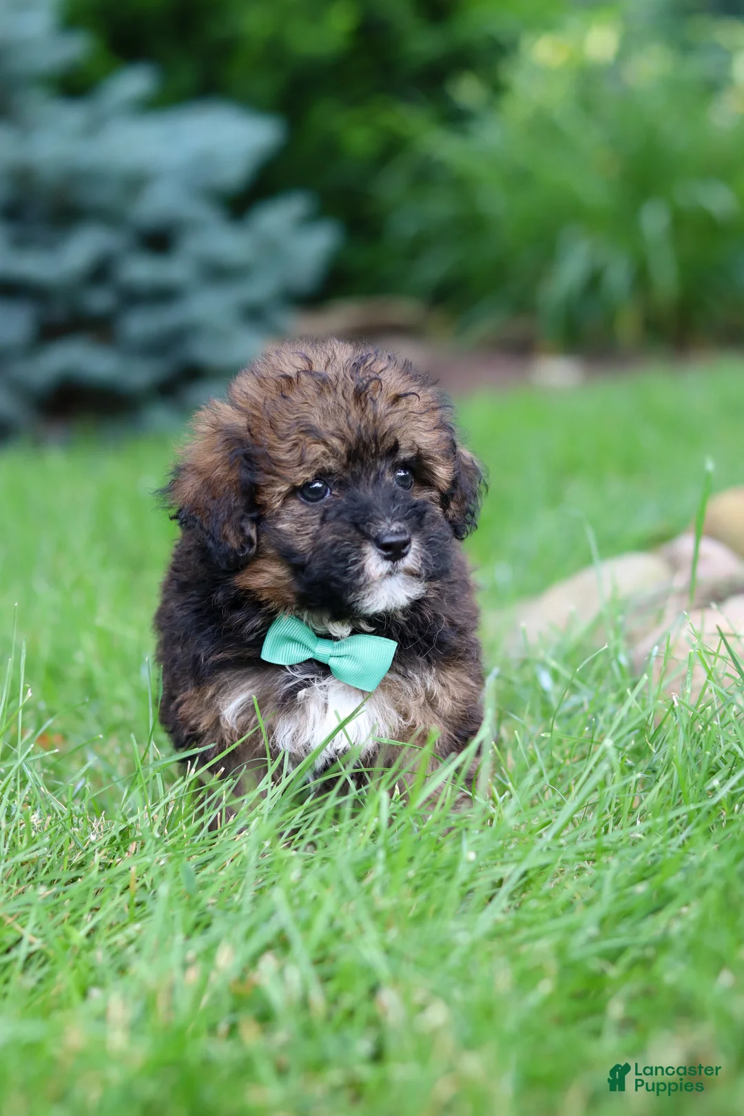 Havapoo dogs for sale: Frankie - Ad 2