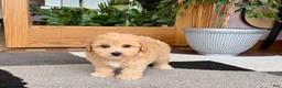 Maltipoo dogs for sale: Jordan - Ad 5
