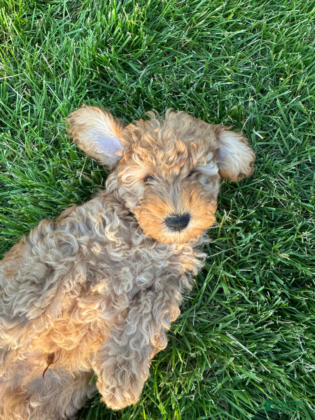 Gallery Image {{count}}