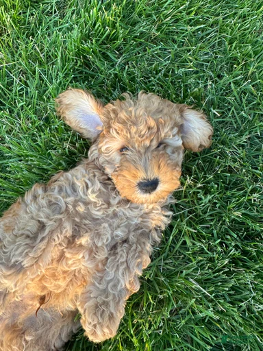 Gallery Image {{count}}