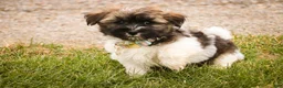 Havanese dogs for sale: Biscotti - Ad 7