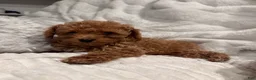 Toy Poodle dogs for sale: Tiny Ziggy- AKC POTTY & CRATE  TRAINED GENETICALLY HEALTH TESTED PARENTS - Ad 11