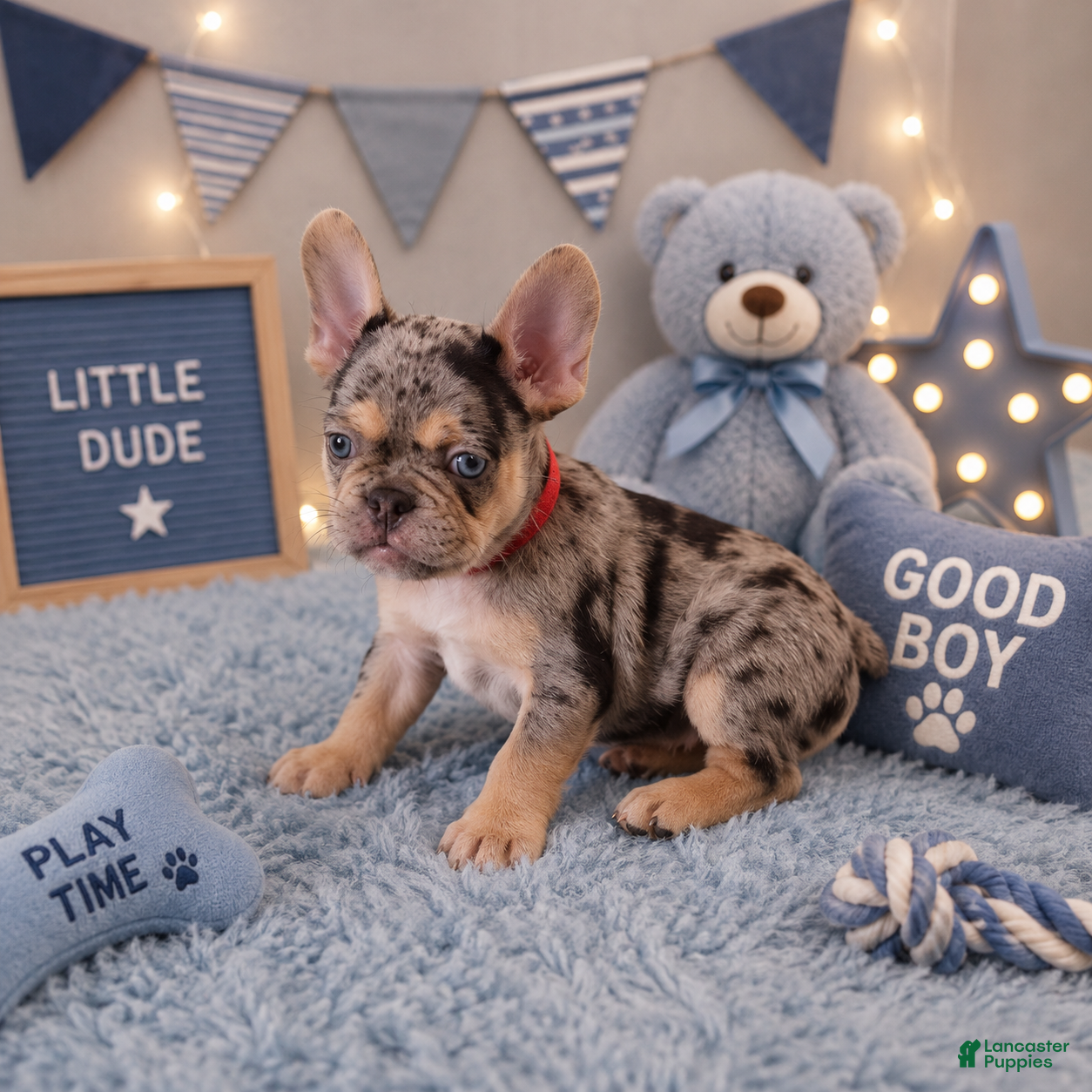 French Bulldog dogs Smoky - Ad 19