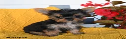 Yorkshire Terrier dogs for sale: Lady - Ad 3