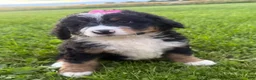 Bernedoodle dogs for sale: Stormy - Ad 13